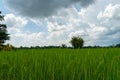 tree and rice field against blue sky Royalty Free Stock Photo