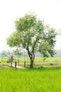 Tree in the rice field Royalty Free Stock Photo