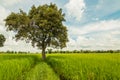 Tree and rice field Royalty Free Stock Photo