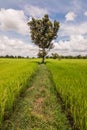 Tree and rice field Royalty Free Stock Photo