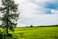 Tree and rice field sky Royalty Free Stock Photo