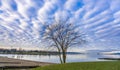Tree with rich clouds Royalty Free Stock Photo