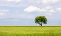 Tree on the right. Lonely green tree in the middle of a lush green field. Against the background of clouds Royalty Free Stock Photo