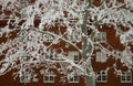 Tree with rime