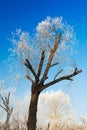 The tree with rime in blue sky Royalty Free Stock Photo