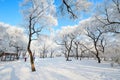 A tree with rime in blue sky Royalty Free Stock Photo