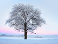 Tree with rime frost in winter landscape