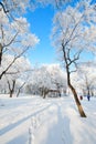 The tree with rime on snow in winter landscape Royalty Free Stock Photo