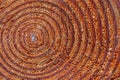 Tree ring detail on the cross section of a cut log