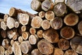 Tree ring of felling wood Royalty Free Stock Photo