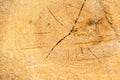 Tree ring log wood. Natural organic texture with cracked and rough surface. Close-up macro view of end cut wood tree section with Royalty Free Stock Photo