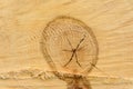 Tree ring log wood. Natural organic texture with cracked and rough surface. Close-up macro view of end cut wood tree section with Royalty Free Stock Photo