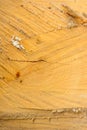 Tree ring log wood. Natural organic texture with cracked and rough surface. Close-up macro view of end cut wood tree section with Royalty Free Stock Photo