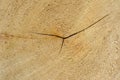 Tree ring log wood. Natural organic texture with cracked and rough surface. Close-up macro view of end cut wood tree section with Royalty Free Stock Photo