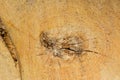 Tree ring log wood. Natural organic texture with cracked and rough surface. Close-up macro view of end cut wood tree section with Royalty Free Stock Photo