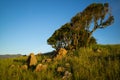 Tree Ring Mountain