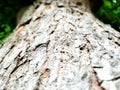 Tree,tree ring,tree stump,textured,tree trunk,wood material,rough,close up,plant bank,lichen,fungus,wood pecker,bark,fly agaric