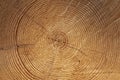 Tree rings Royalty Free Stock Photo