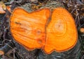 Tree rings in Black Alder Royalty Free Stock Photo