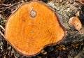 Tree rings in Black Alder Royalty Free Stock Photo