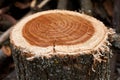 Tree rings