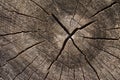 Tree rings with deep crack