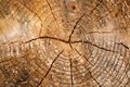 Tree rings old weathered wood texture with the cross section of a cut log Royalty Free Stock Photo