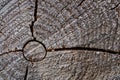 Tree rings old weathered wood texture with the cross section of a cut log Royalty Free Stock Photo