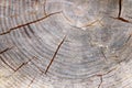 Tree rings old weathered wood texture with the cross section of a cut log Royalty Free Stock Photo