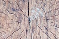 Tree rings old weathered wood texture with the cross section of a cut log. Royalty Free Stock Photo