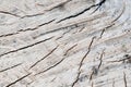 Tree rings old weathered wood texture with the cross section of a cut log. Royalty Free Stock Photo
