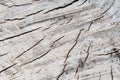 Tree rings old weathered wood texture with the cross section of a cut log. Royalty Free Stock Photo