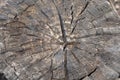 Tree rings old weathered wood texture with the cross section of a cut log. Royalty Free Stock Photo