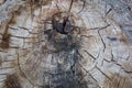 Tree rings old weathered wood texture with the cross section Royalty Free Stock Photo