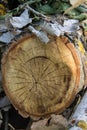 Tree rings old weathered wood texture with the cross section Royalty Free Stock Photo