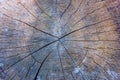 Tree rings old weathered wood texture with the cross section of a cut log showing the concentric annual growth rings as a flat Royalty Free Stock Photo