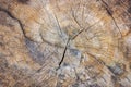 Tree rings old weathered wood texture with the cross section of a cut log showing the concentric annual growth rings as a flat Royalty Free Stock Photo