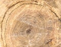 Tree rings old weathered wood texture with the cross section of a cut log. Textured surface with rings and cracks Royalty Free Stock Photo