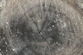 Tree rings old weathered wood texture Royalty Free Stock Photo