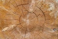 Tree rings old wood texture background, Cross section annual ring Royalty Free Stock Photo