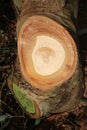 Tree rings in recently cut eucalyptus tree trunk
