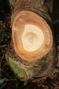 Tree rings in recently cut eucalyptus tree trunk Royalty Free Stock Photo
