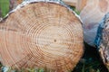 Tree Rings Saw Cut Tree Trunk Background. Wood cross section background. Tree growth rings. Natural cut wood Royalty Free Stock Photo