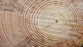 Tree Rings Saw Cut Tree Trunk Background. Wood cross section background. Tree growth rings. Natural cut wood Royalty Free Stock Photo