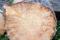 Tree Rings Saw Cut Tree Trunk Background. Wood cross section background. Tree growth rings. Natural cut wood Royalty Free Stock Photo