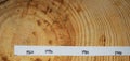 Tree rings. Section. Dated. New Jersey Royalty Free Stock Photo