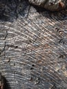 Tree rings texture