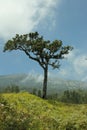 Tree in rinjani mountain