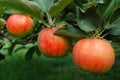 Tree Ripened Apples Royalty Free Stock Photo