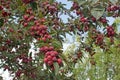 Tree with ripening cherry apples